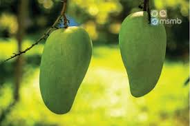 Informasi mengenai jenis mangga paling enak dan lezat dari berbagai macam negara yang tentunya bisa kamu cicipi. Ternyata Bukan Asli Indonesia Ini 3 Fakta Menarik Buah Mangga Msmb Indonesia