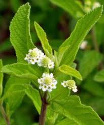 Image result for Lippia plicata