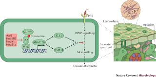 Image result for Pseudomonas syringae
