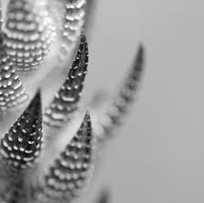 Abstract Black And White Macro Photography Blending In Black And White Cactus Abstract By Tinydelicateworld 15 00 Macro Photography Macro Photography Tips Texture Photography
