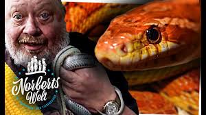 The english for giftige schlangen is venomous snakes. Die Kornnatter Giftige Von Ungiftigen Schlangen Unterscheiden Norberts Welt Zoo Zajac Youtube