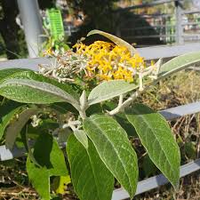 Image result for Buddleja madagascariensis