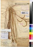 Image result for Ctenium somalense