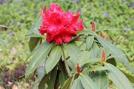 Um rhododendren zu pflanzen ist, wie bei anderen gehölze, die beste rhododendron pflanzzeit der herbst von anfang september bis mitte november. Rhododendron Umpflanzen Anleitung Zum Umsetzen Hausgarten Net