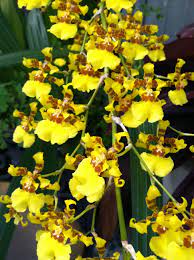 Mom S Popcorn Orchids Orchids Flowers Plants