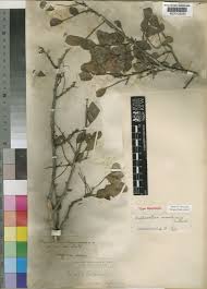 Image result for Haplocoelum