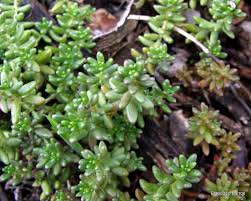 Image result for Sedum glomerifolium