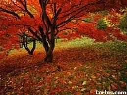 Flowers in season in march australia. Seasons In Australia Kidcyber