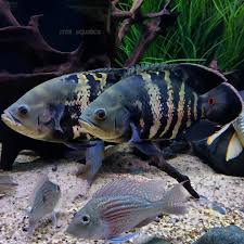 Aquariumfreshwaterfishpictures Tropical Fish Aquarium Aquarium Fish Saltwater Tank Setup