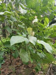 Image result for Macaranga kilimandscharica