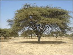 Image result for Acacia tortilis