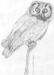 The red devils do not have good memories of finland. The Boreal Or Tengmalm S Owl Chapter 2 The Boreal Owl