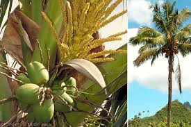 Image result for Cocos nucifera