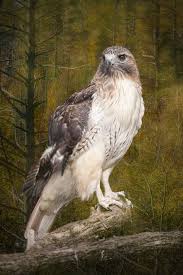 Michigan Birds Of Prey Pictures Red Tail Hawk Photo Wildlife Art Bird Of Prey Chickenhawk Michigan Photograph Woodland Forest Predator Bird Bird Photography Cool Pictures Bird Photography Photography Guide