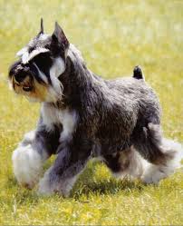 Black And Silver Miniature Schnauzer Puppies For Sale Schnauzer Schnauzer Schnauzer Puppy Miniature Schnauzer