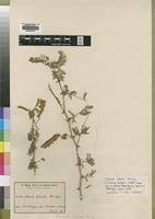 Image result for Acacia fleckii