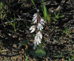 Image result for Holothrix villosa