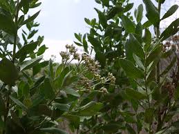 Image result for Pluchea ovalis