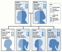 Visual Rhetoric Statistical Probability Of Sickle Cell Anemia