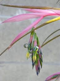 Nutans, billbergia linearifolia, billbergia minuta, billbergia. Bilbergia Queens Tears