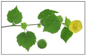 Image result for Abutilon hirtum