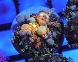 Powerball bounce mushroom #1 $ 1,140.00 $ 570.00. Tck January 26th 2019 Website Livesale Thread Page 19 Reef2reef Saltwater And Reef Aquarium Forum