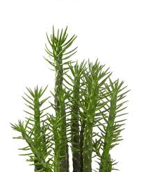 Image result for Austrocylindropuntia