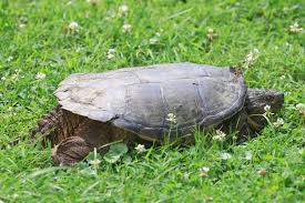 big ole snapping turtle in Ford City, Pa