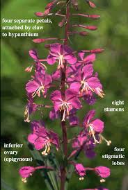 Image result for Onagraceae