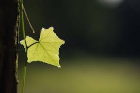 صور خلفيات بوربوينت 2021 اجمل خلفيات powerpoint powerpoint background design background design background