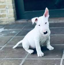 In november 2012, my dog had puppies.this video is documented footage i took over the weeks we had the cute fluffballs.the pups themselves all now have homes. Next Litter Planned For Winter 2020 Spring 2021 Delicious Bull Terriers