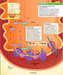 It comprises a series of. 9 2 The Process Of Cellular Respiration Flashcards Quizlet