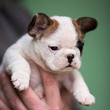 But it's not just the cuteness of this. T Cup Mini French Bulldog Puppies For Sale Some Of The Smallest Pups Ever 50 Off Discounts Now Puppies For Sale Augusta Ga Shoppok