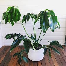 Image result for Thaumatophyllum