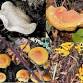 Fungal Foray event image