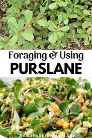 This article will provide purslane facts and recipes to bolster your appreciation of this virtuous wild plant. Verdolagas Purslane Recipes From Around The World