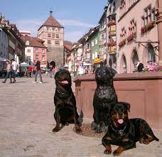 Rottweiler temperament, personality, training, behavior, pros and cons, advice, and information, by michele welton, dog trainer, behavioral consultant, author of 15 dog books Two Rottweiler In Front Of The Rottweiler Statue In Rottweil Baden Wurtemberg Germany Europe
