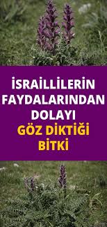 onemli bir bitkimiz uzerinde israil ozel calismalar yapiyor herbs natural treatments the cure