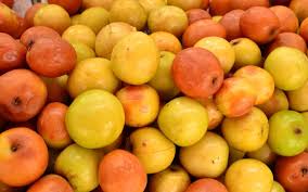 Fruit Of The Jujube Tree Jujube Or Indian Jujube Is Native To An Area From China To Madagascar Where It Is Grown For Over 4000 Years It Is Introduced To Pohon