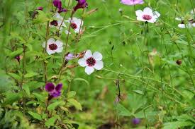 derriere les murs de mon jardin coups de cœur 2014 2 fleurs sauvages jardins plante annuelle