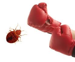 All of our services are carried out in an efficient, timely fashion in order to provide you with the. Contact Us 800 244 7378 Knockout Pest Control