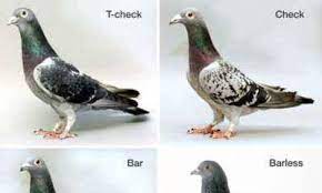 Wild And Domestic Pigeons Farmer