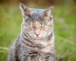 Personality of tabby cat the one thing to remember about tabby cats is that they are not a breed of cats, but just a type of cat with patterns on their coat. So Are Tabby Cats Really That Rare Here Are The Stats Faqcats Com