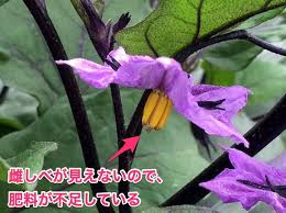 ナス 茄子 の栽培方法 育て方のコツ やまむファーム 栽培 みょうが 栽培 小さな菜園