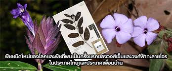 Image result for Pavetta decumbens