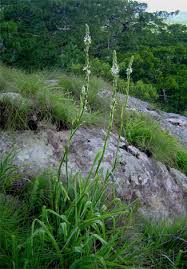 Image result for Chlorophytum bowkeri