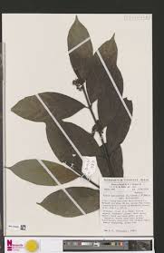 Image result for Aidia micrantha