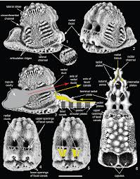 Image result for Osyridicarpos