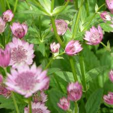 Image result for Astrantia major `Roma`