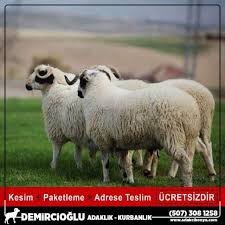 Ankara çubuk 2021 hayvan pazarı fiyatları !!! Konya Hayvan Pazari Fiyatlari Demircioglu Adak Konya Konya Adak Fiyat